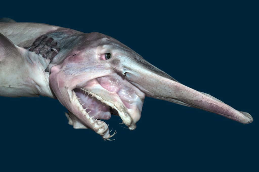 Goblin Shark Scary Mouth Picture