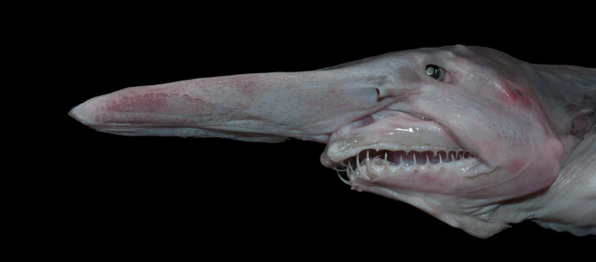 Scary Snout Goblin Shark Picture