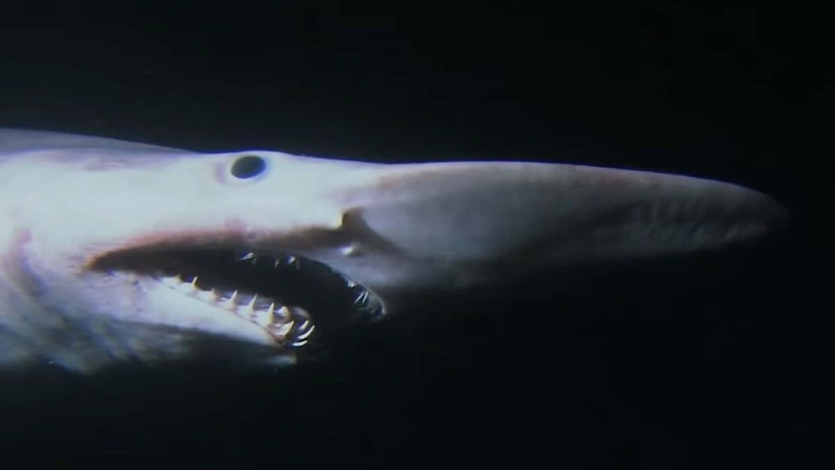 Underwater Shot Goblin Shark Picture