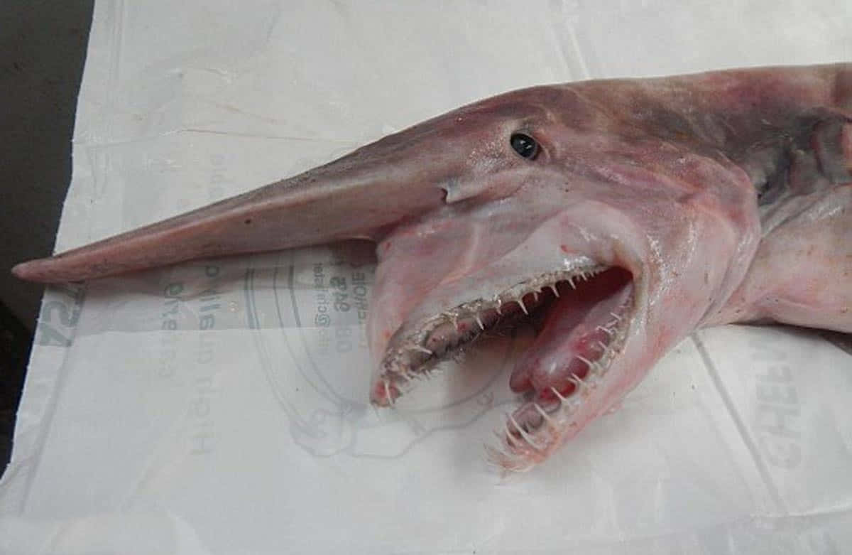 Sharp Teeth Goblin Shark Picture