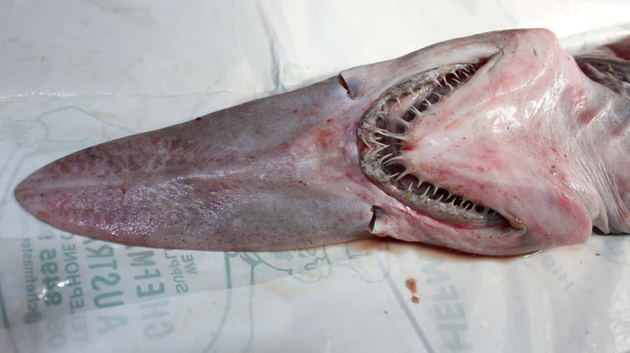 Goblin Shark Long Head Picture