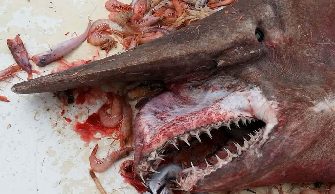 Goblin Shark Bloody Dead Picture