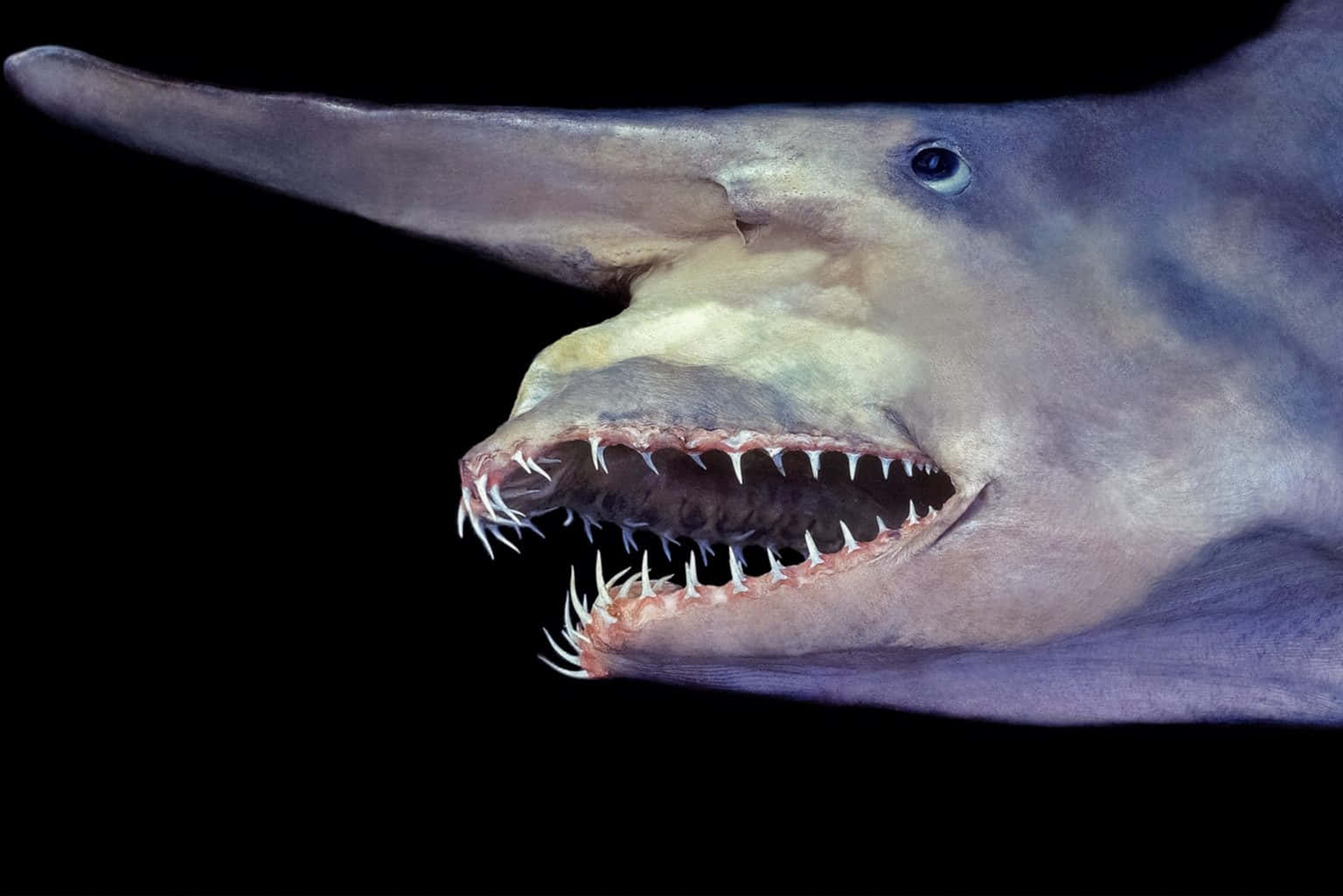 Terrifying Creature Goblin Shark Picture