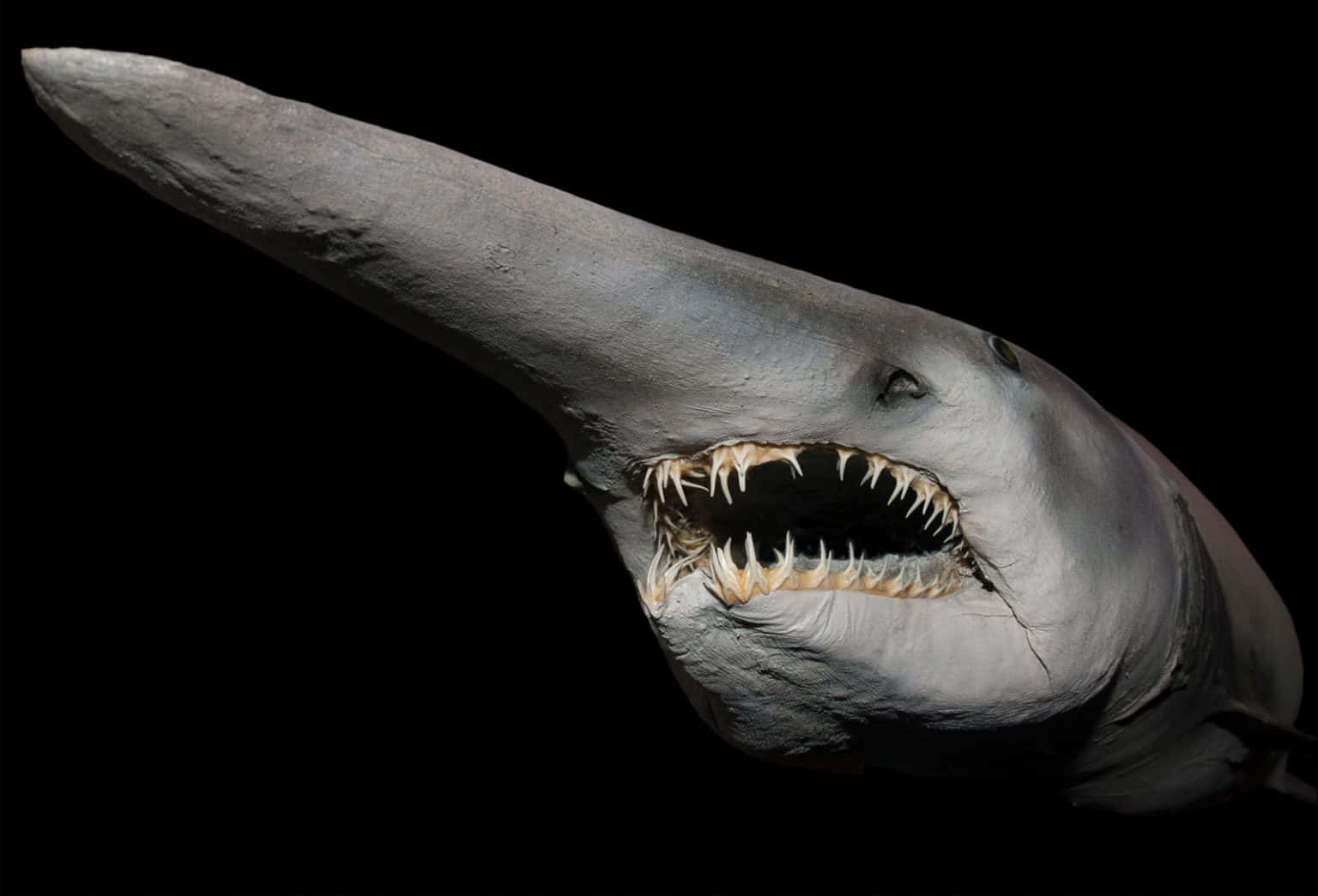Goblin Shark Pointy Snout Picture
