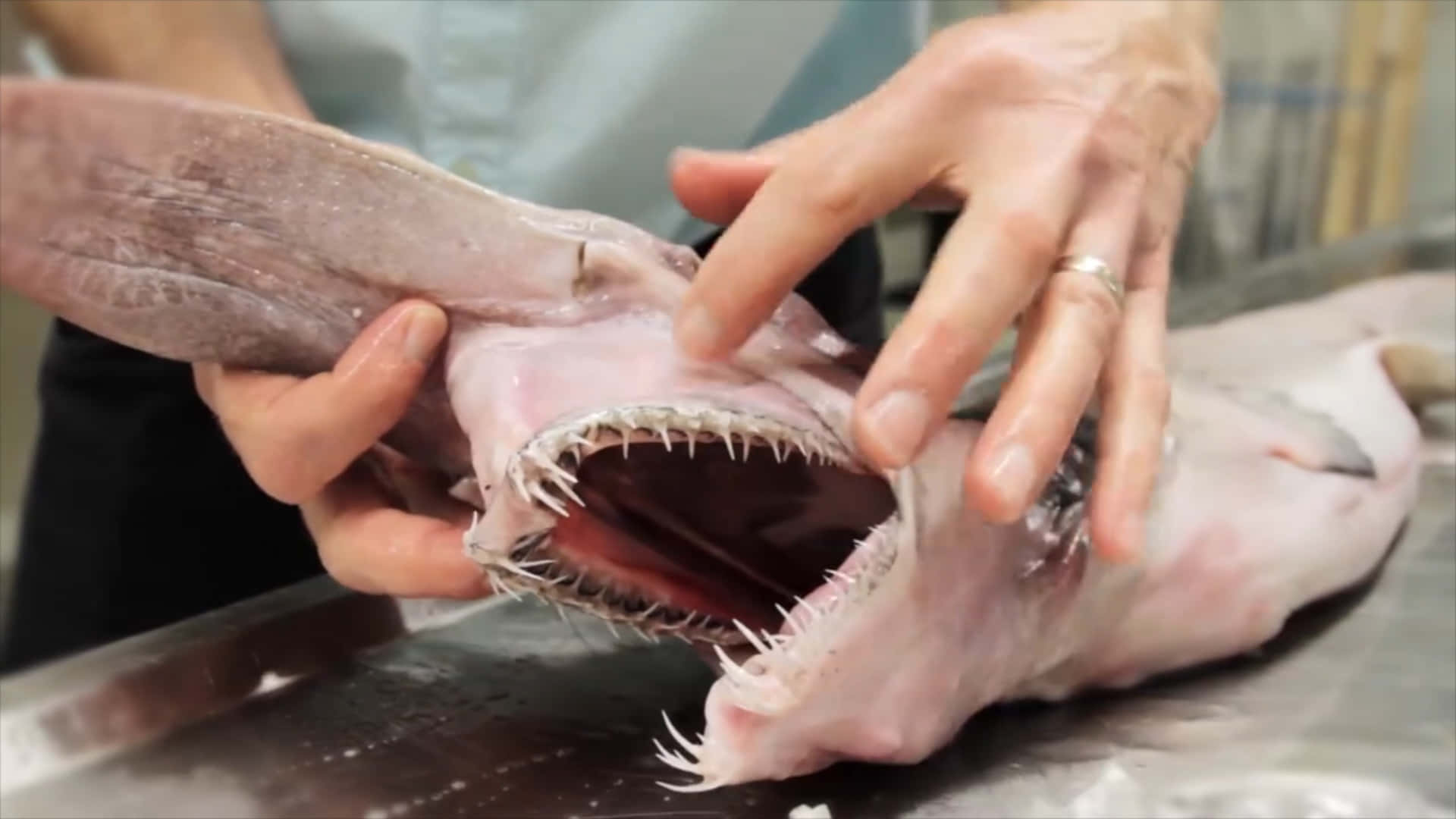 Goblin Shark Sharp Teeth Picture
