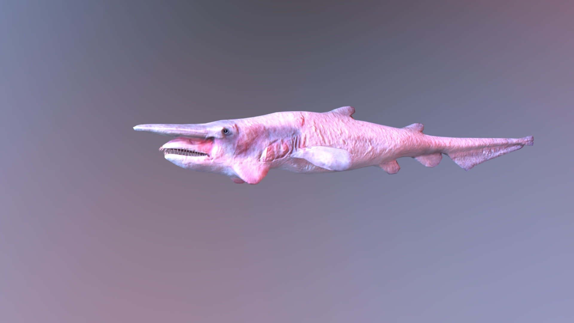 3d Pink Goblin Shark Picture