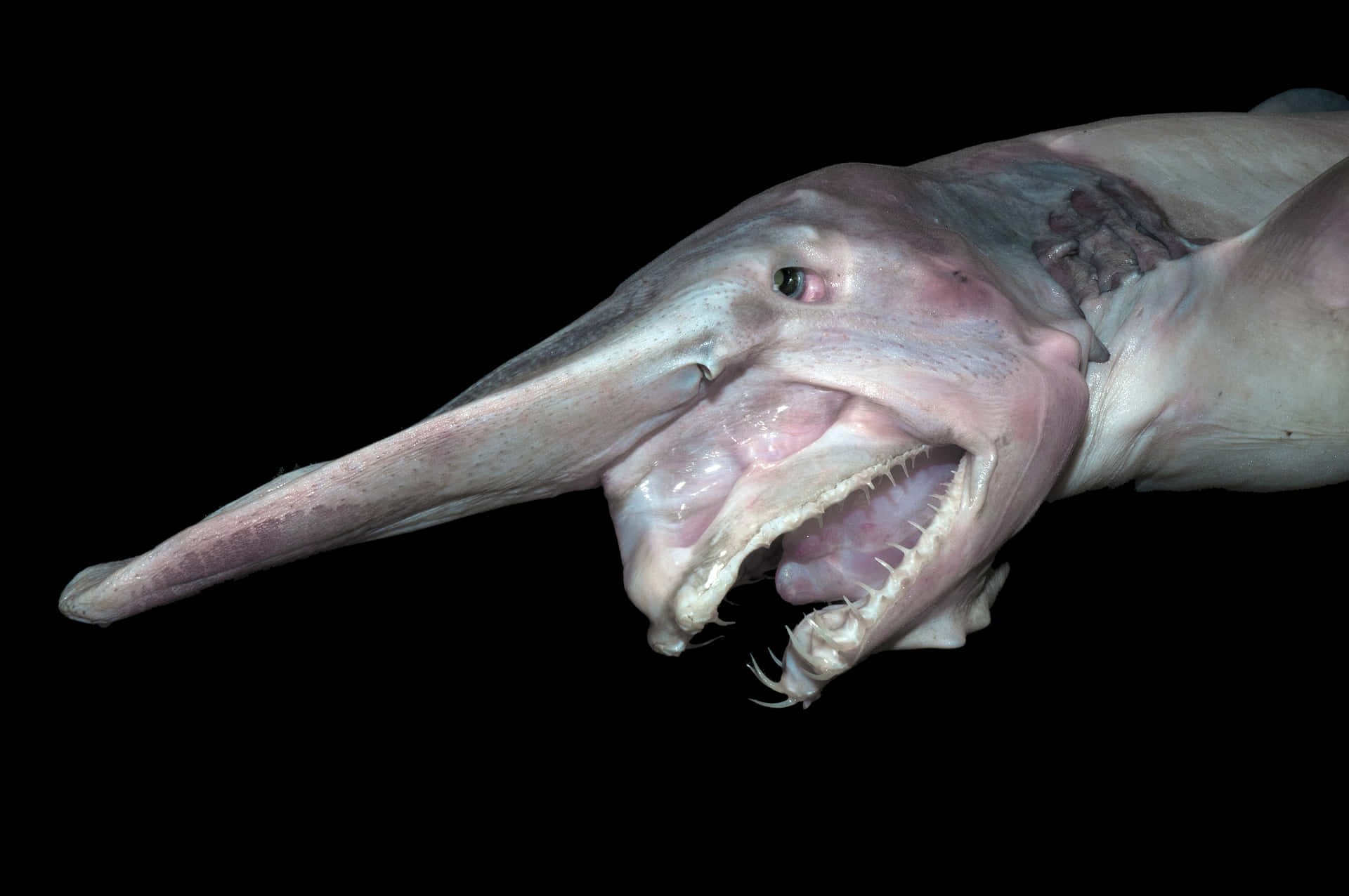 Goblin Shark Disgusting Creature Pictures