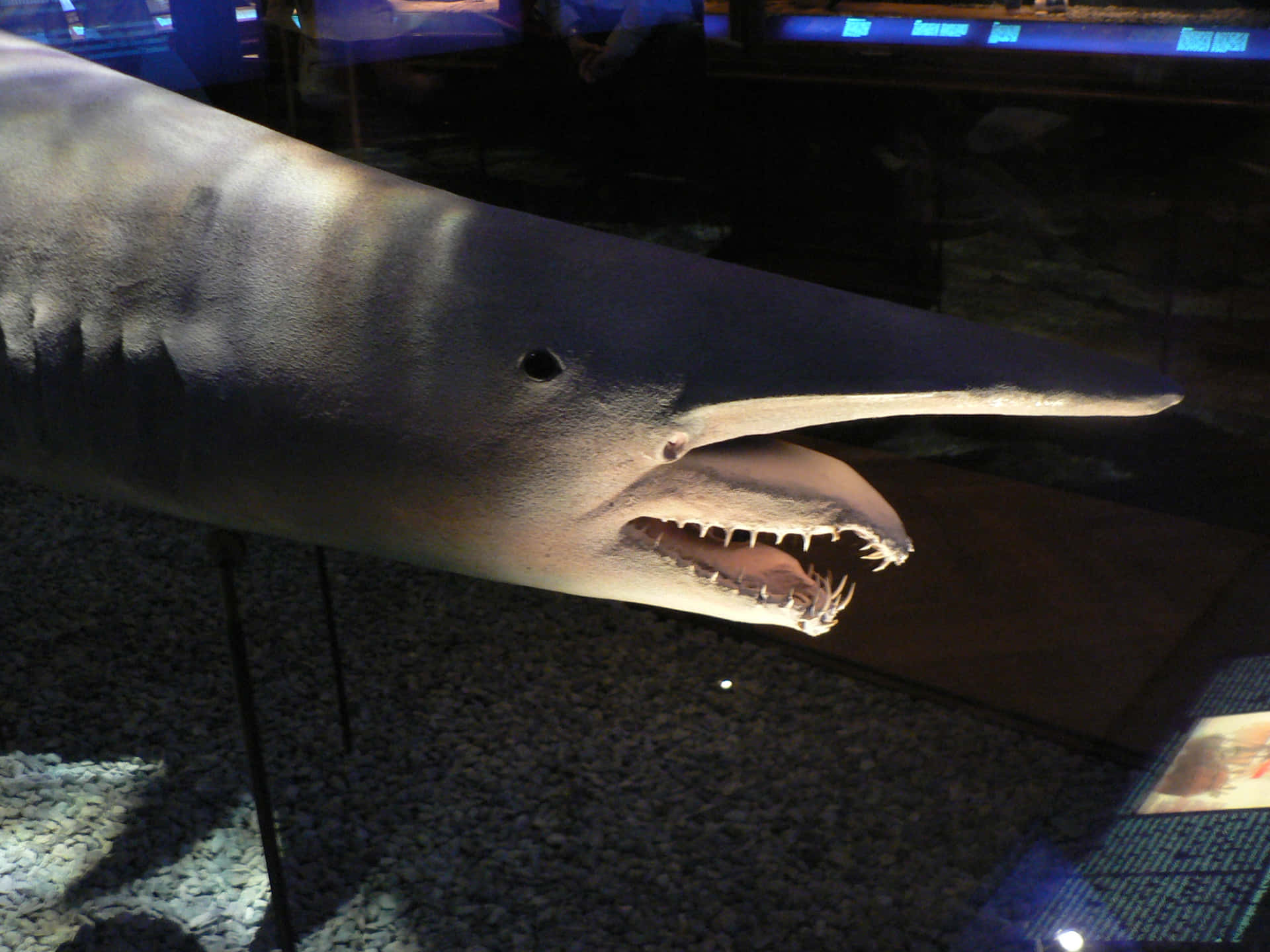Imagende Tiburón Duende En El Museo Del Mar