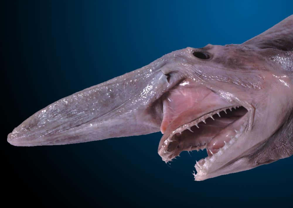 Slimy Skin Goblin Shark Picture