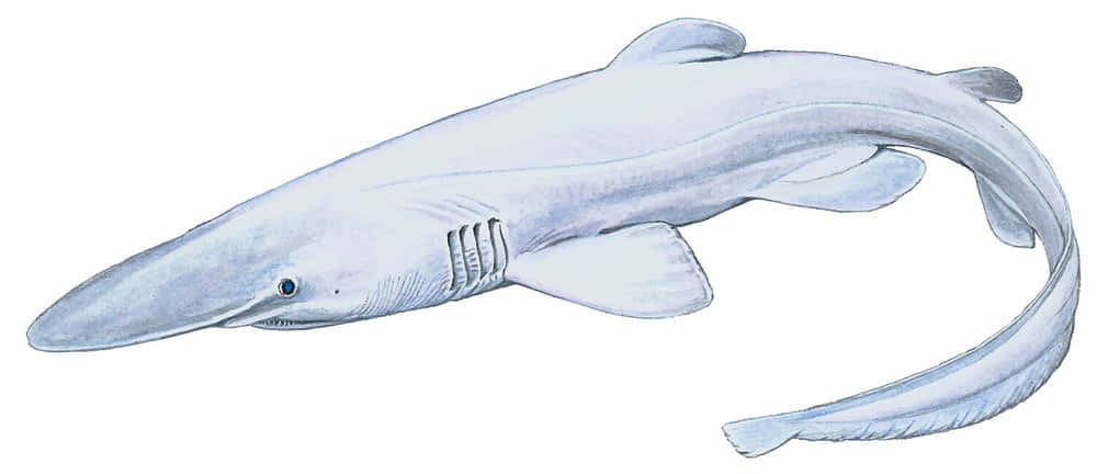 Cute Illustration Goblin Shark Picture