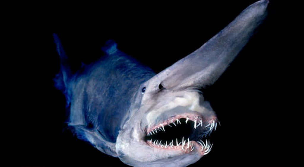 Scary Creature Goblin Shark Picture