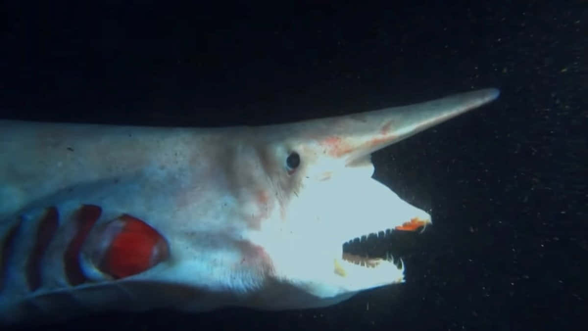 Goblin Shark Underwater Scan Picture