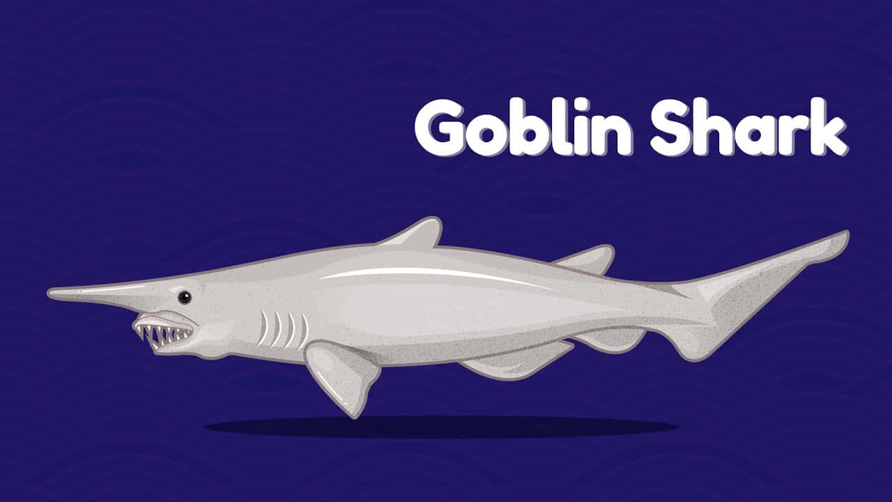 Goblin Shark Book Illustration Picture