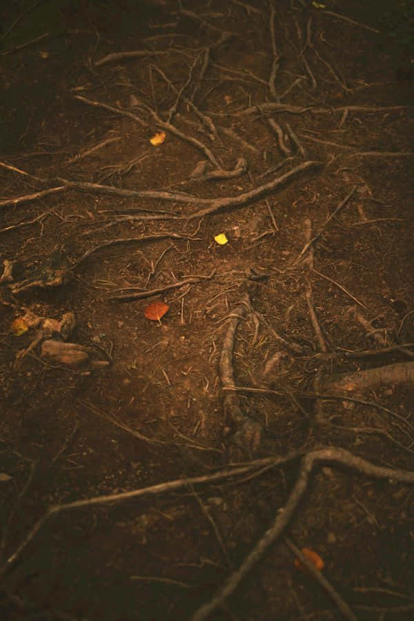 Goblincore Forest Floor Rootsand Leaves.jpg Wallpaper