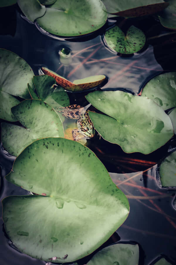 Goblincore Frog Hiding Among Lily Pads.jpg Wallpaper