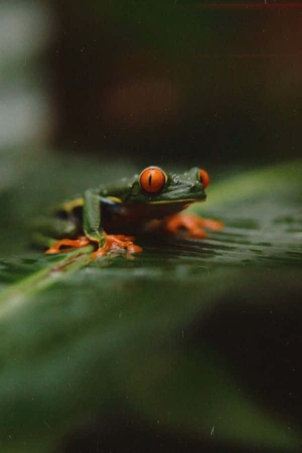 Goblincore Kikker Op Blad Achtergrond