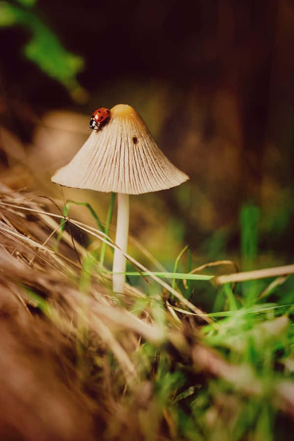 Goblincore Mushroom Ladybug Magic Wallpaper