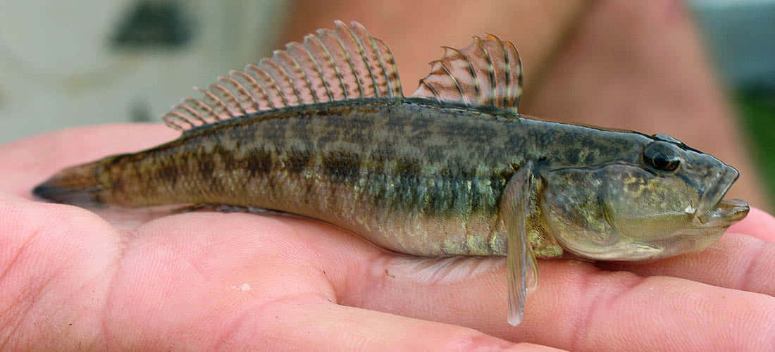 Goby Fish In Hand.jpg Wallpaper