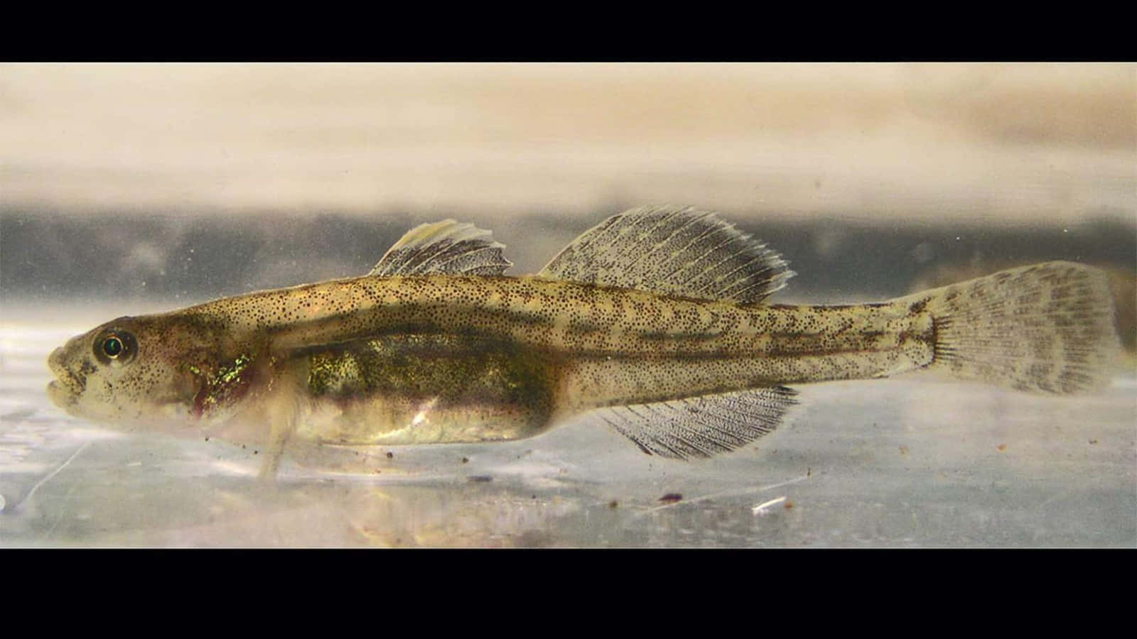 Goby Fish Swimming Underwater.jpg Wallpaper