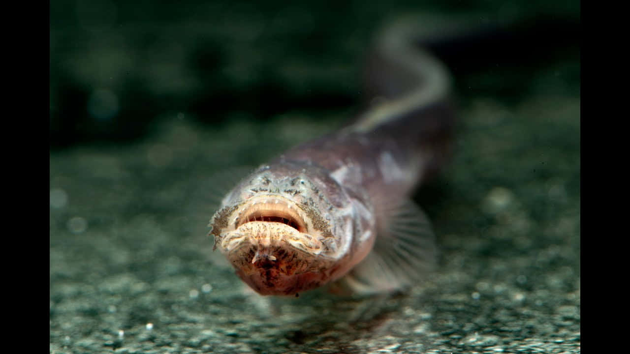 Goby Fish Up Close.jpg Wallpaper