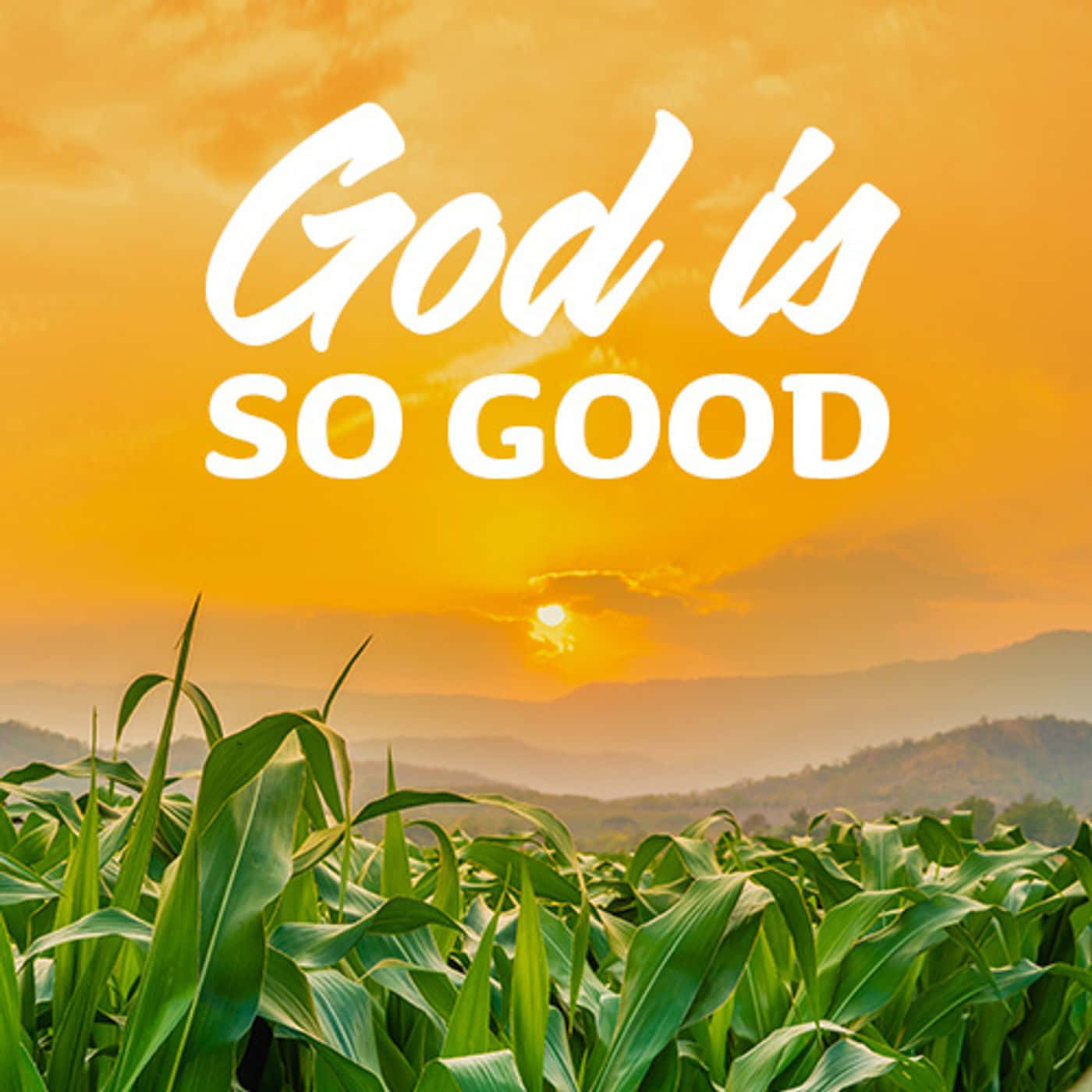 God Is Good With Cornfield During Sunset Wallpaper