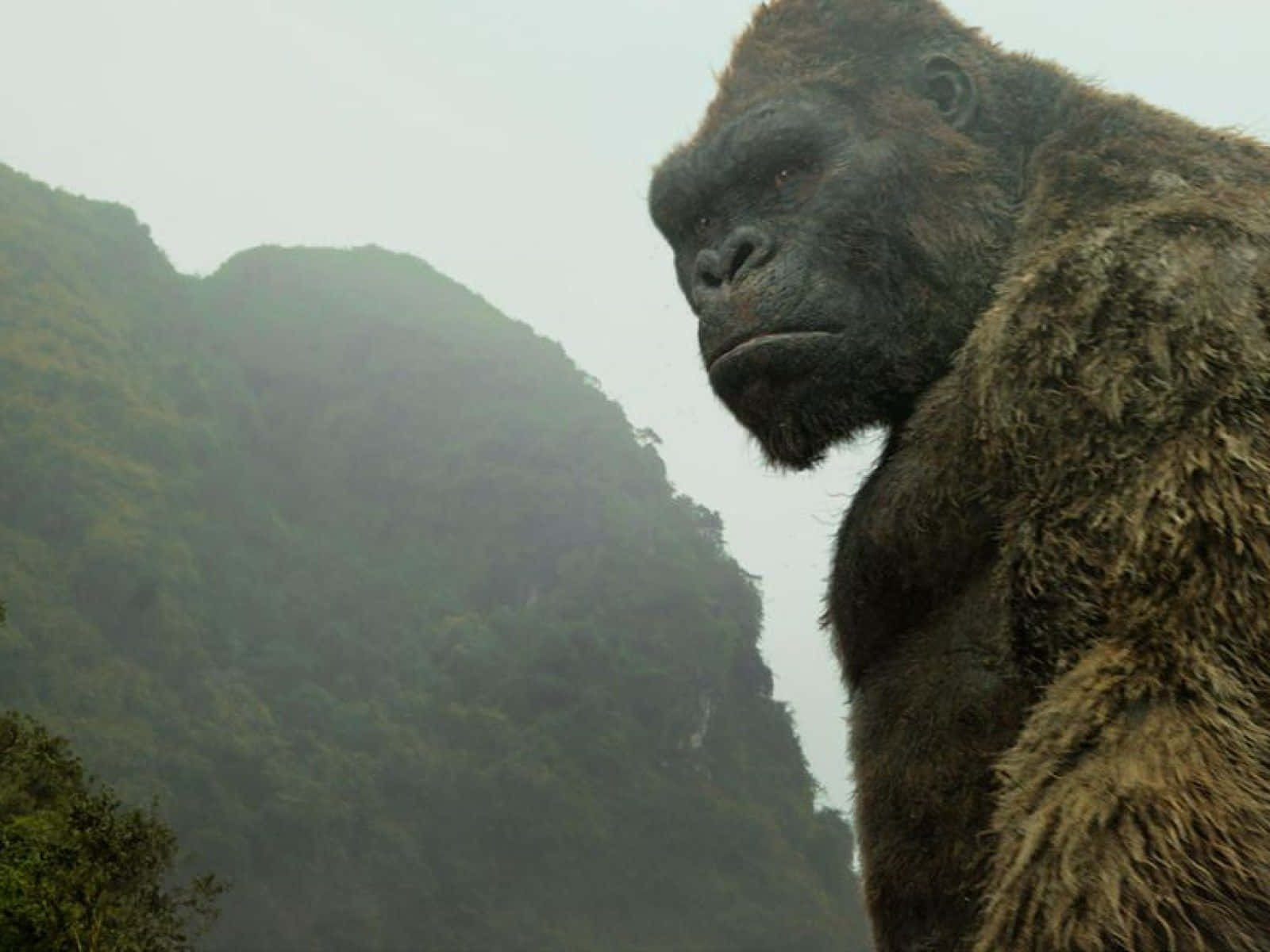 Epic Showdown: Godzilla Vs Kong