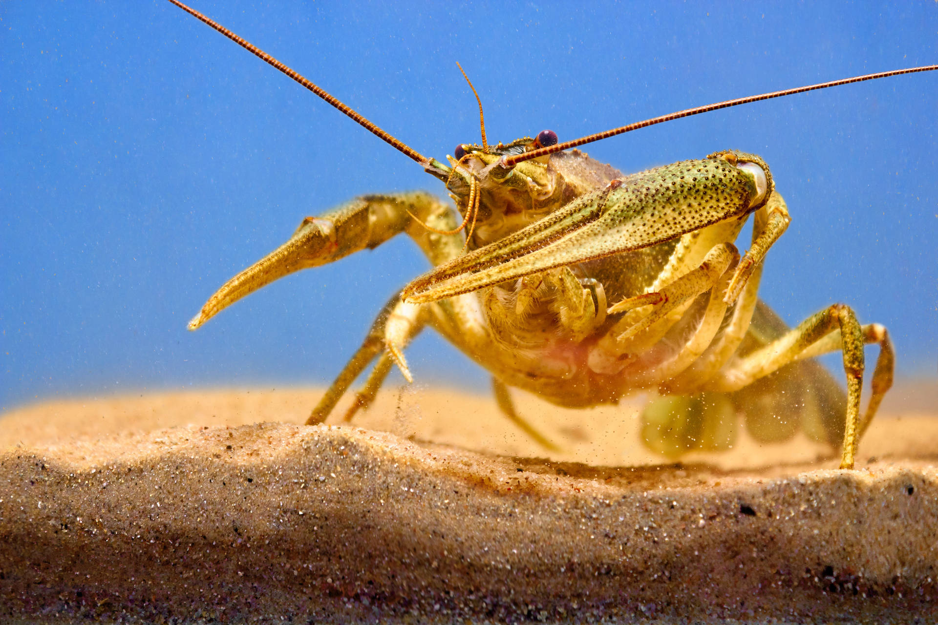 Gold Crayfish In Sand Wallpaper