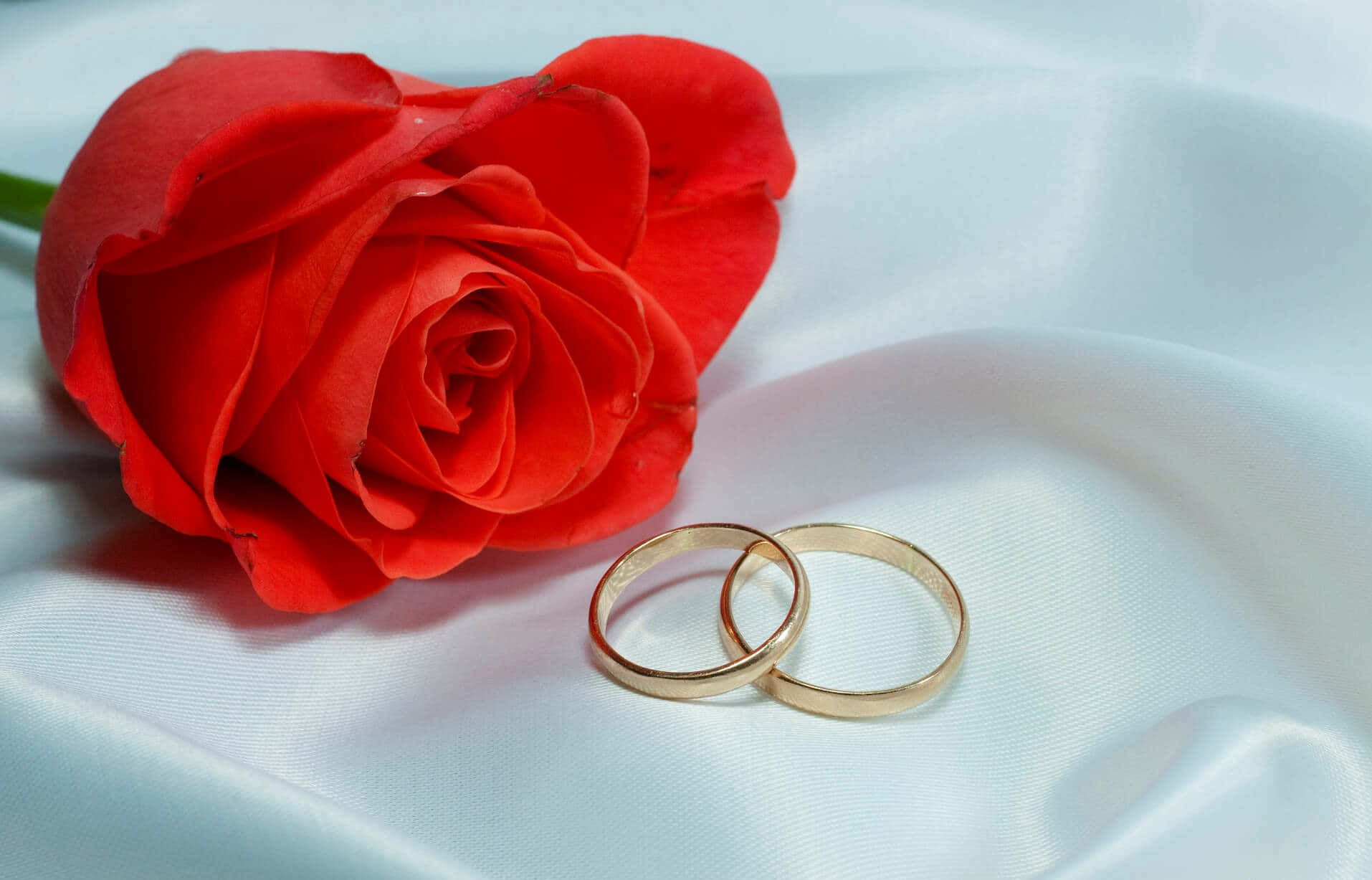 Gold Engagement Couple Rings Red Rose Wallpaper