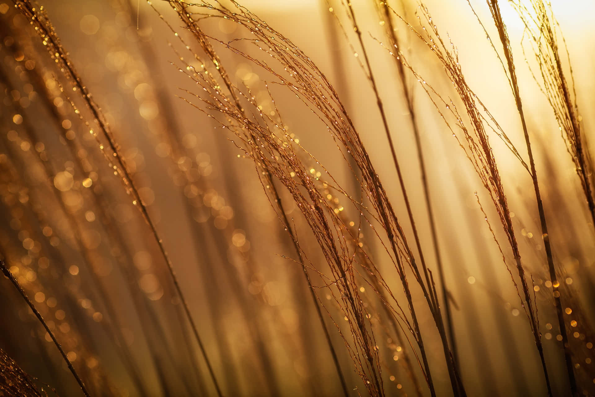 Gold Sparkle Grass Background
