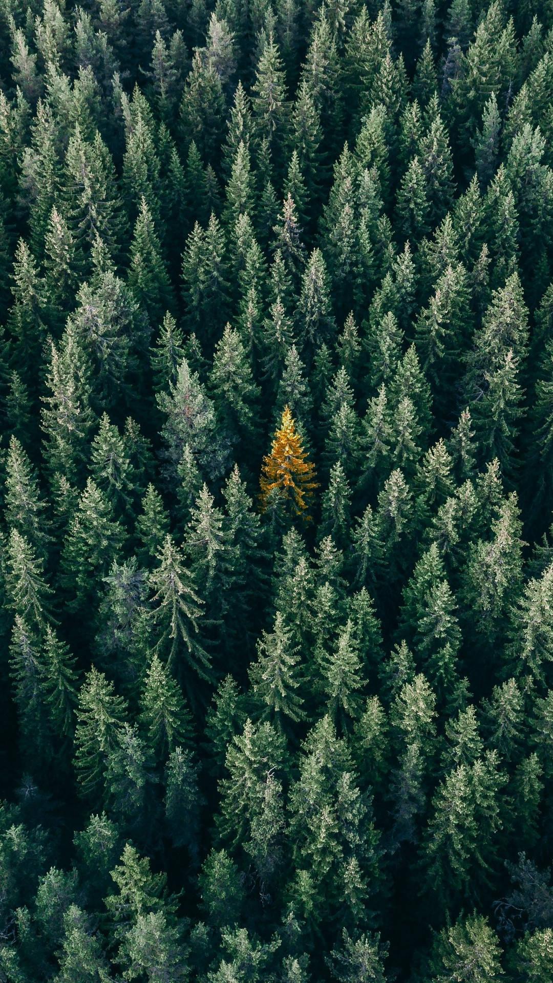 Guld Træ I Skoven Iphone Wallpaper