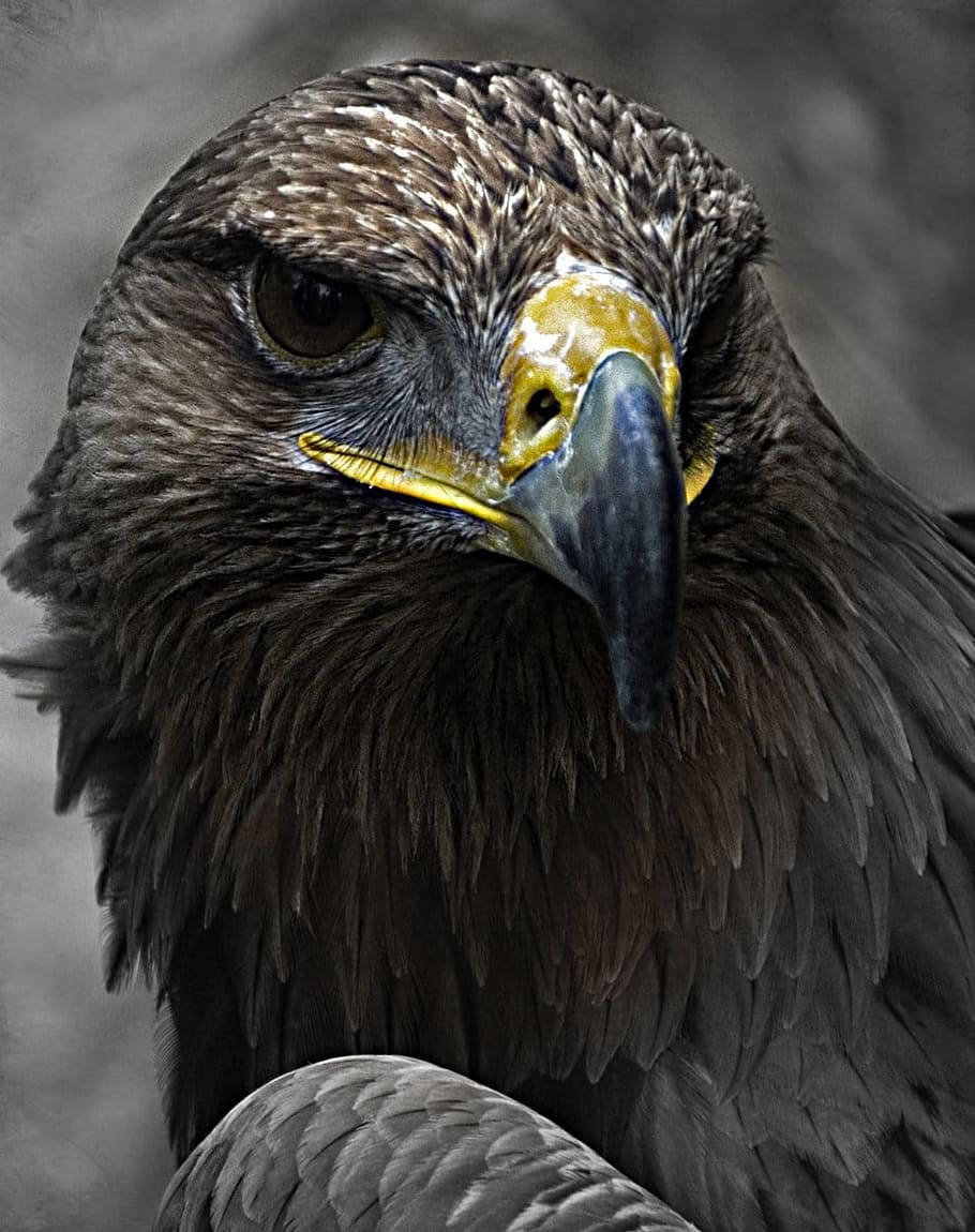 Golden Aguila Dark Brown Feathers Portrait Wallpaper