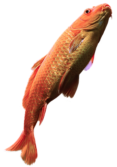 Golden Arowana Swimming Upward PNG