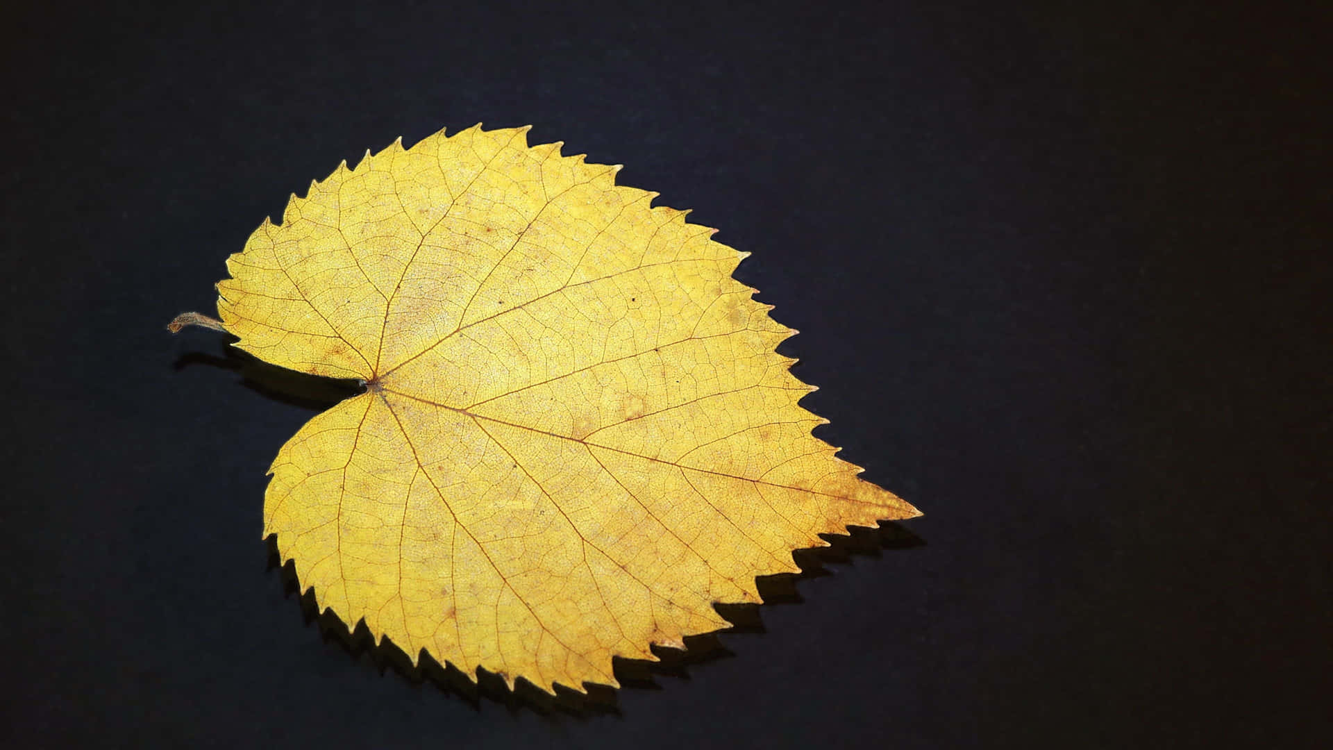 Gouden Herfstblad Op Donkere Achtergrond Achtergrond