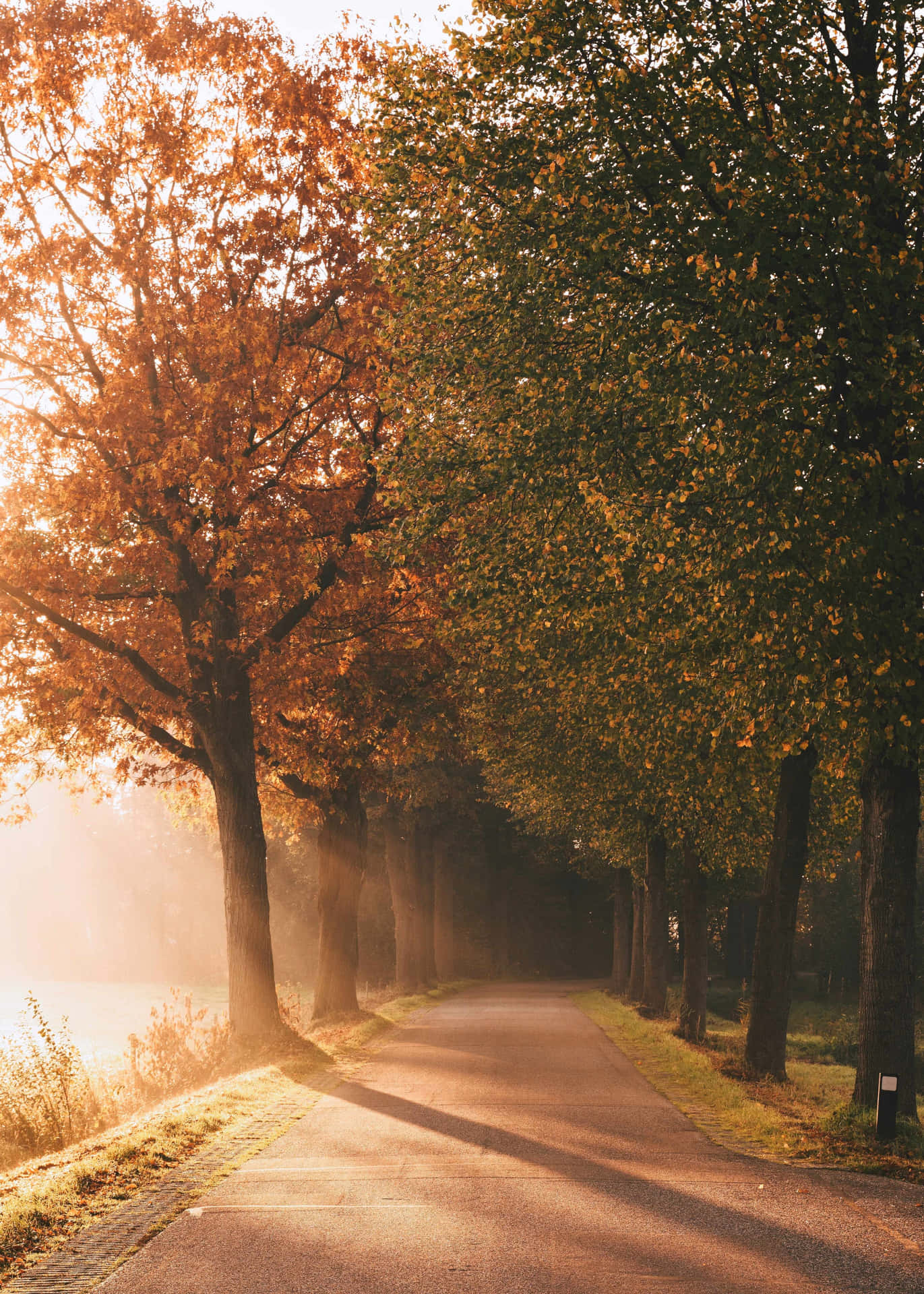 Golden Autumn Morning Road Wallpaper