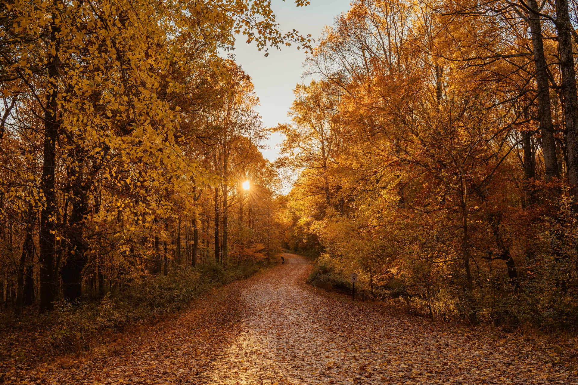 Golden Autumn Path.jpg Wallpaper