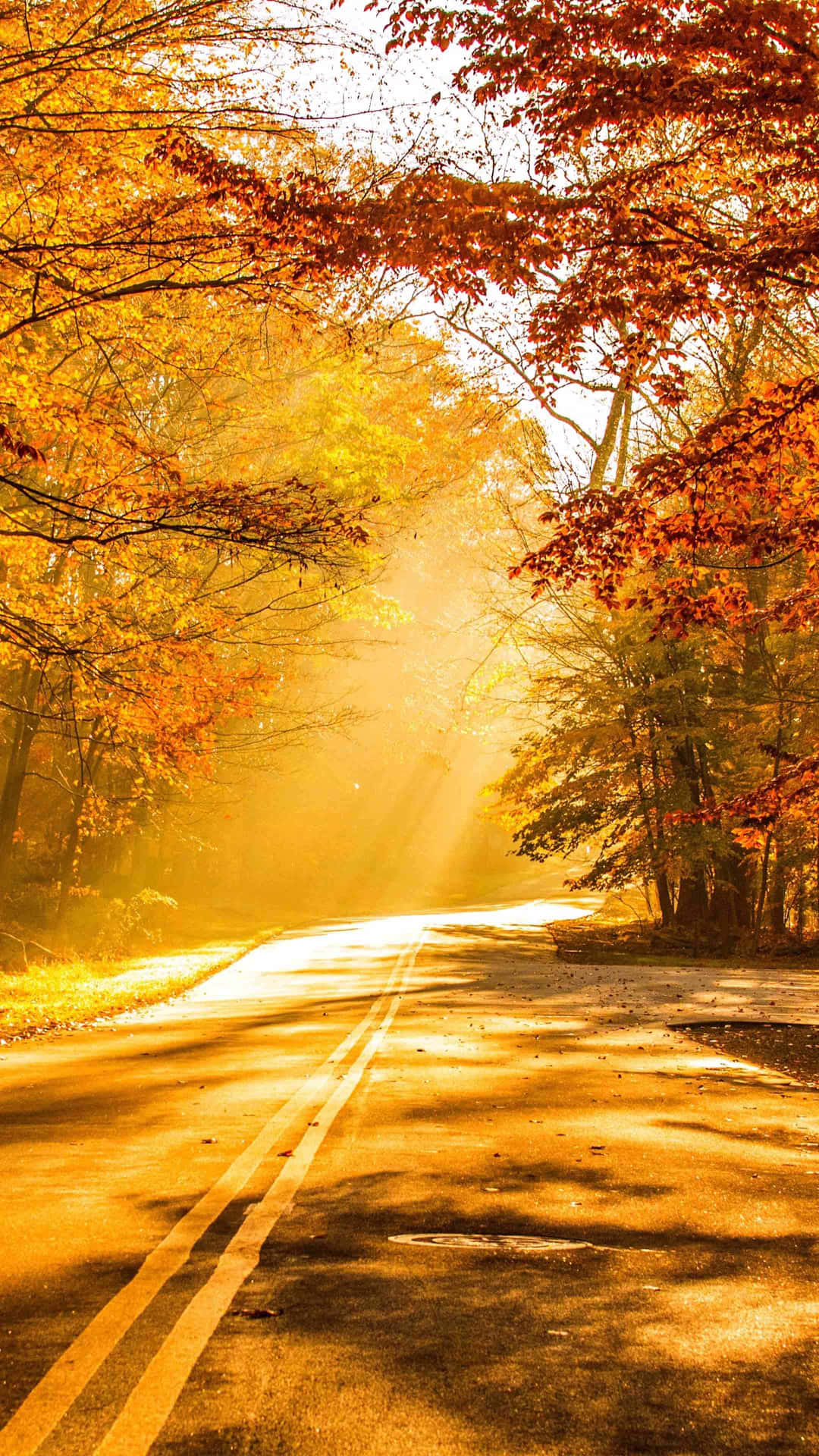 Golden Autumn Road.jpg Wallpaper