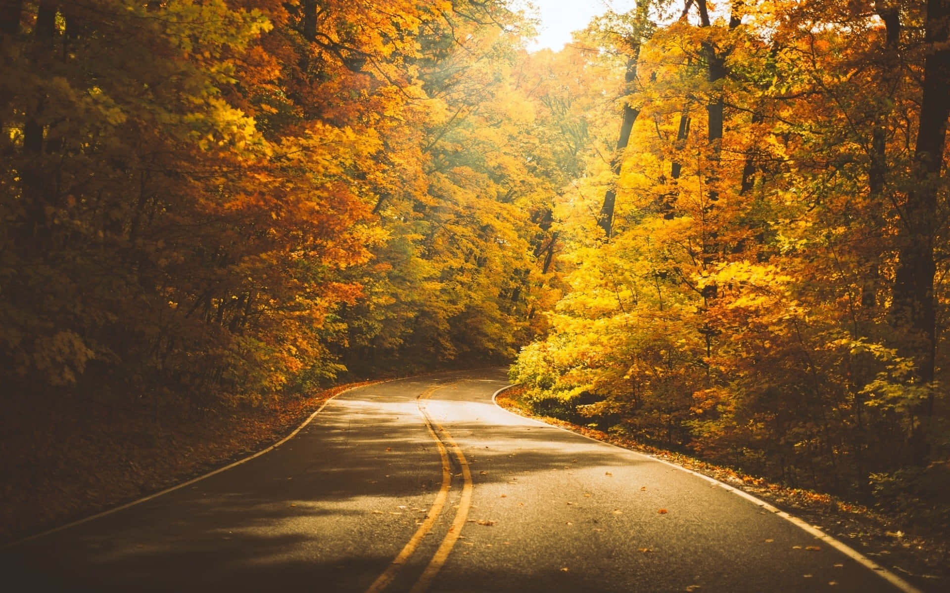 Golden Autumn Roadway Wallpaper