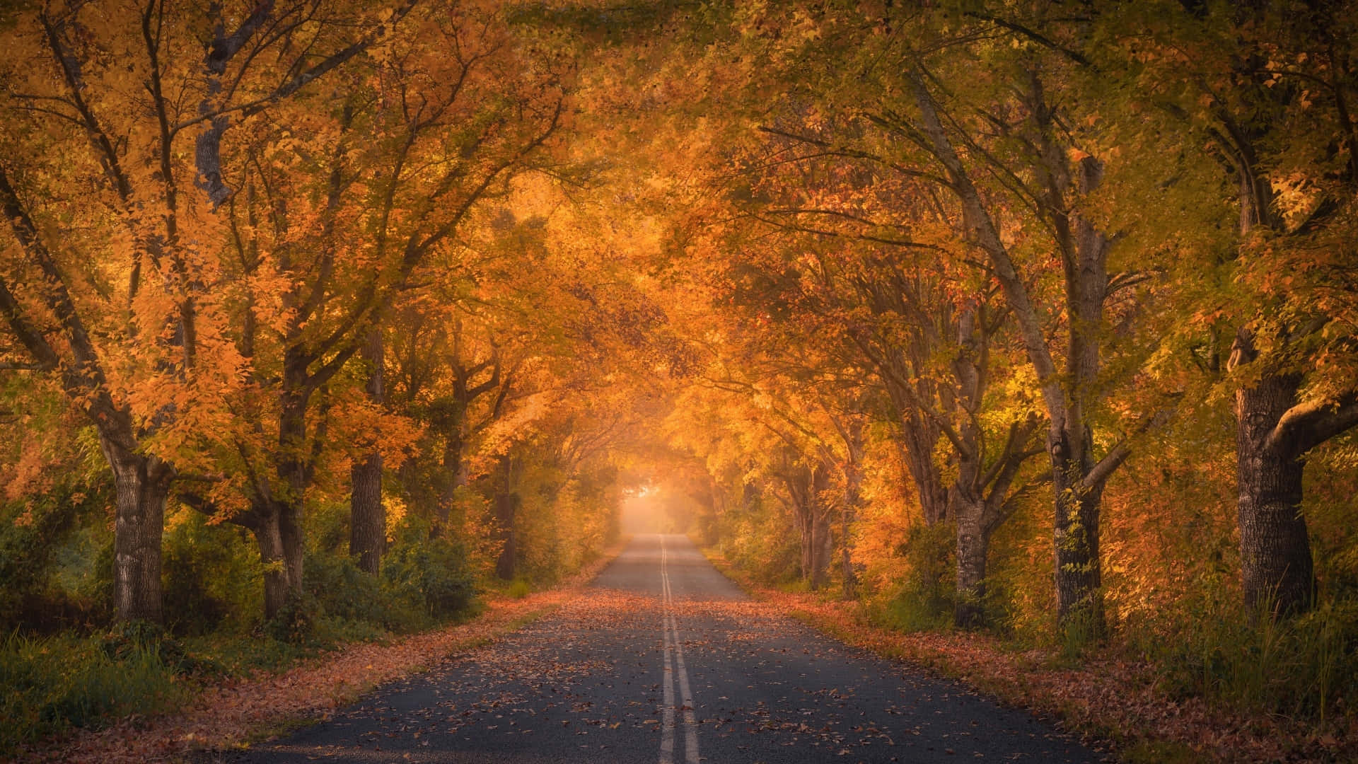 Golden Autumn Roadway Wallpaper