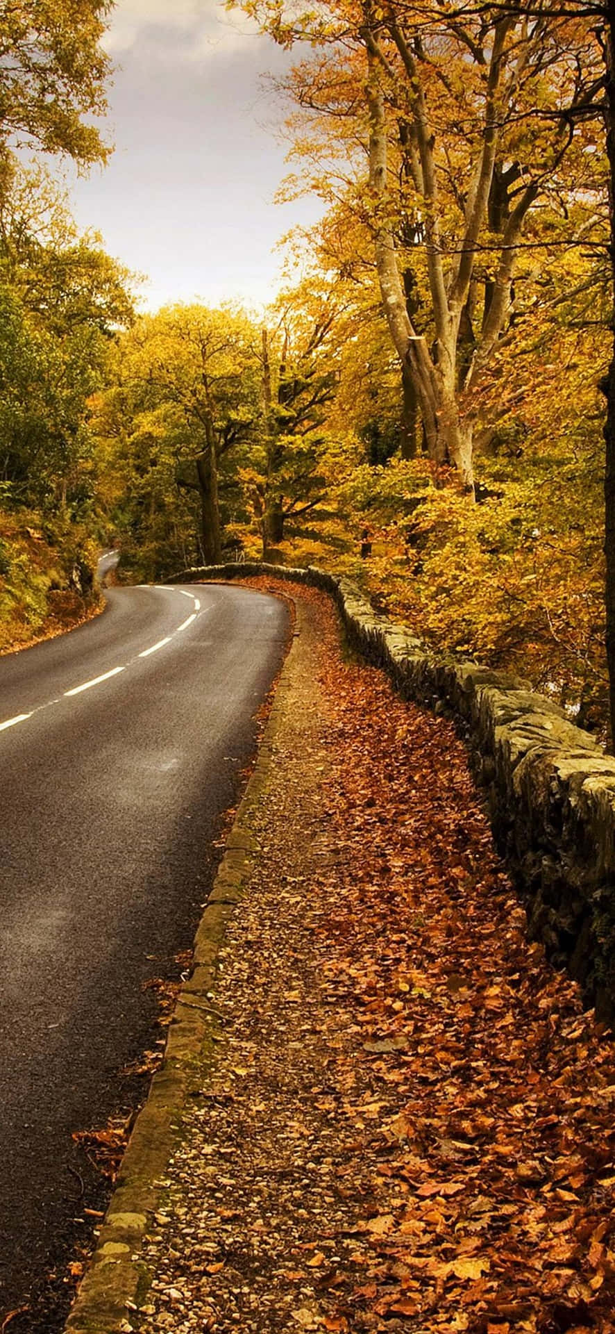 Golden Autumn Roadway Wallpaper