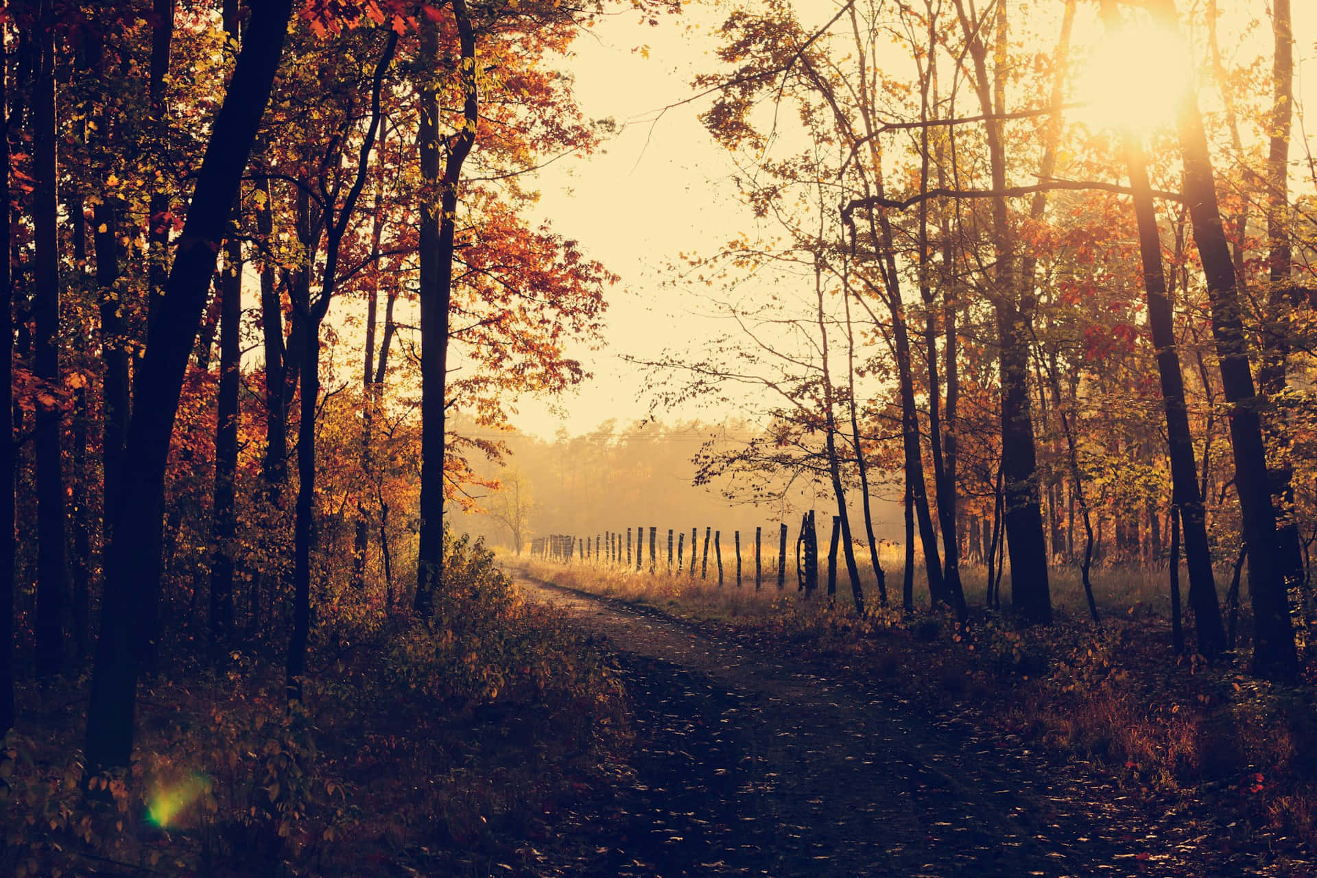 Golden Autumn Sunrise Forest Path.jpg Wallpaper