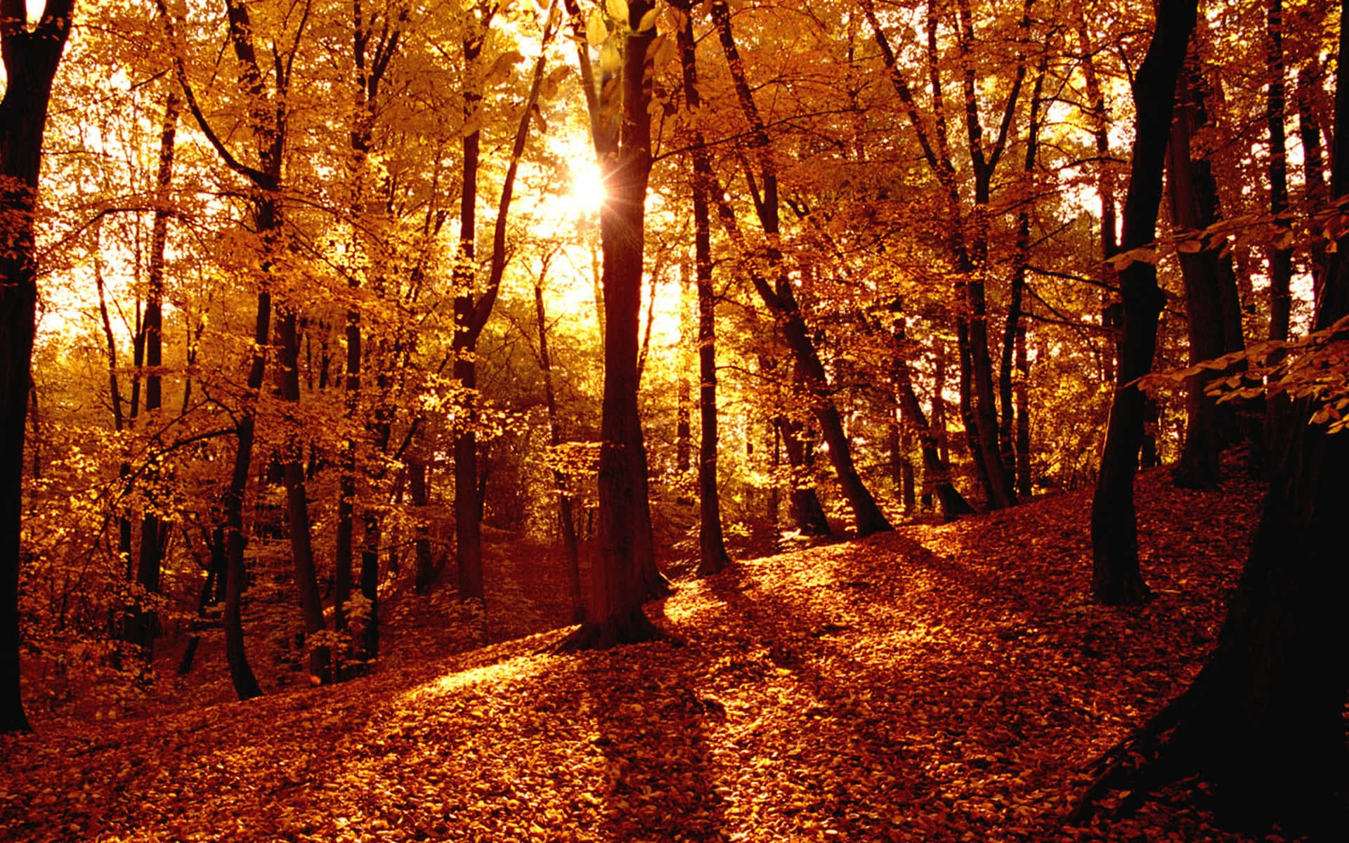 Golden Autumn Sunset Forest.jpg Wallpaper
