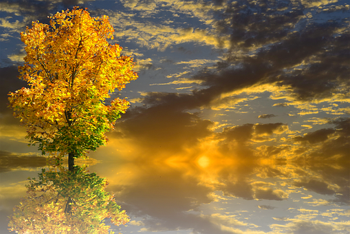 Golden Autumn Sunset Tree PNG