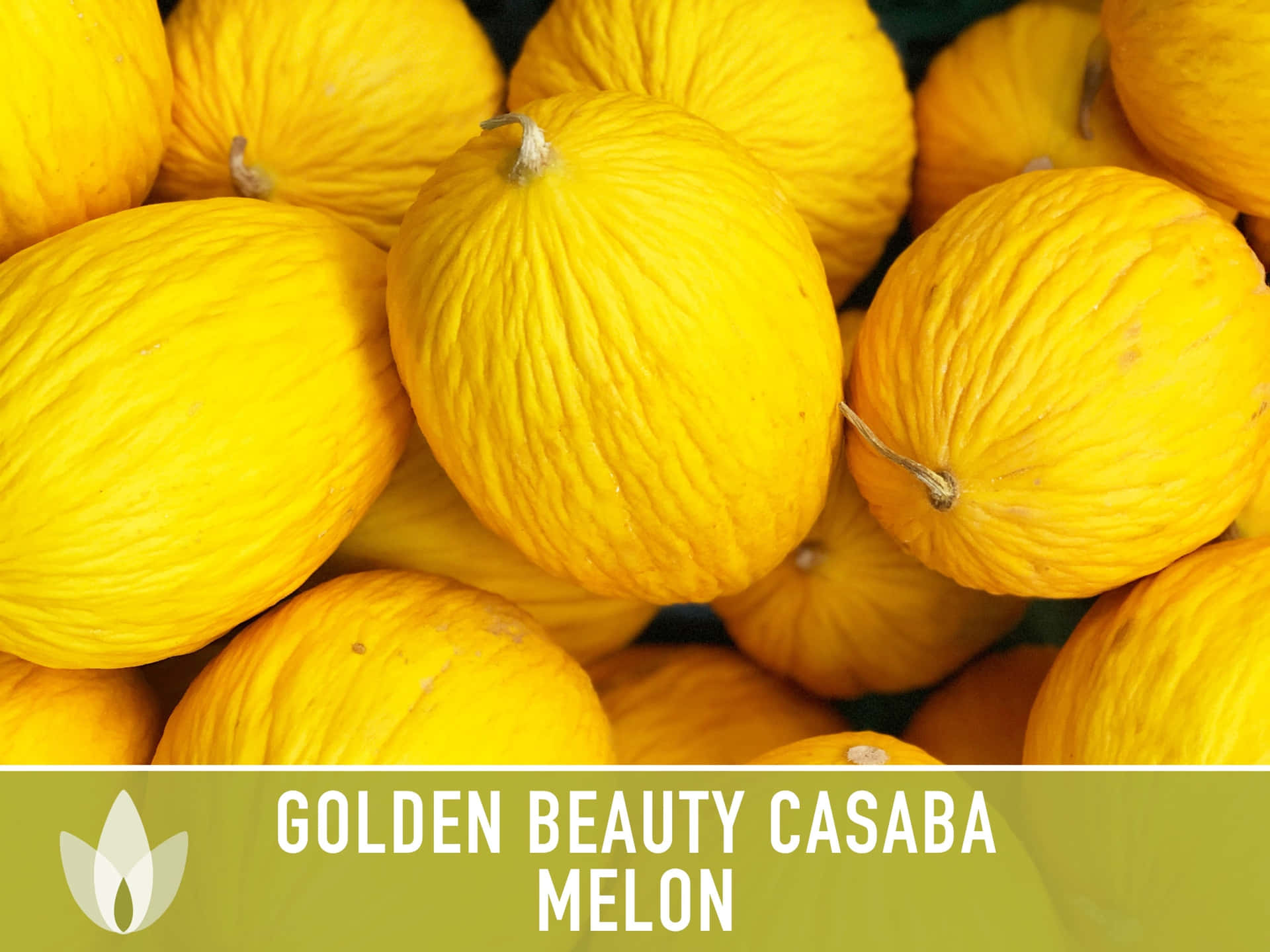 Goldeneschönheit Der Casaba-melonen-illustration Wallpaper