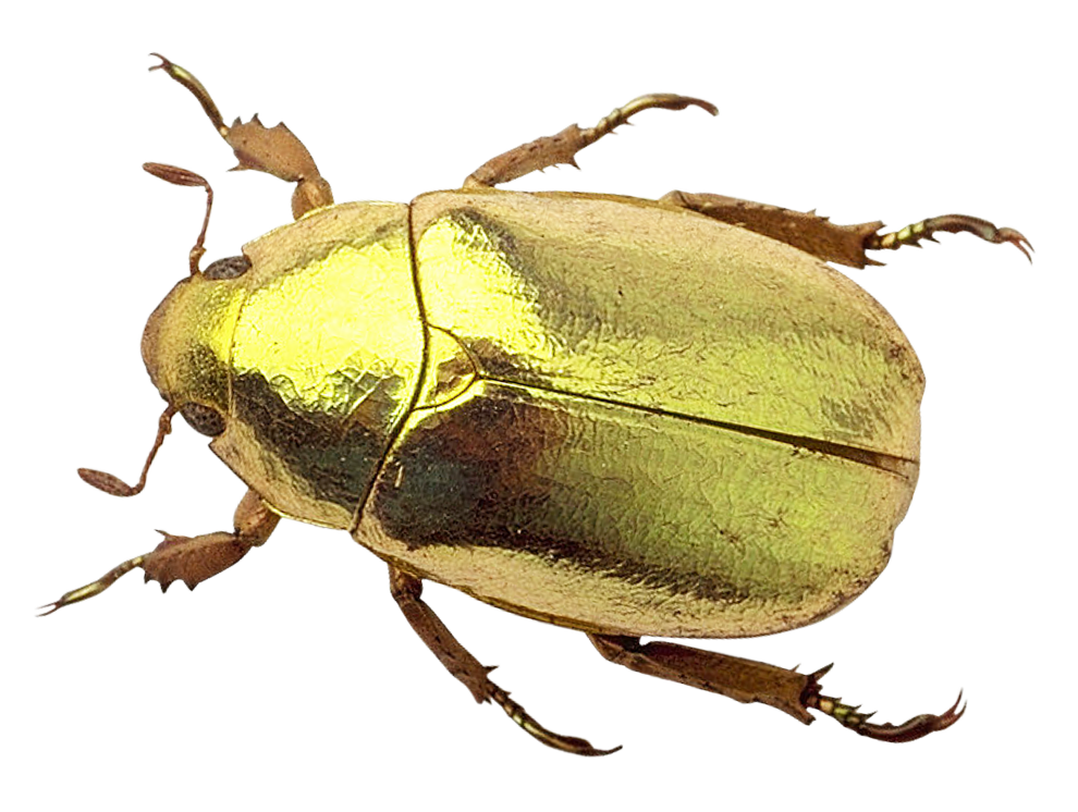 Golden Beetle Isolated Background PNG