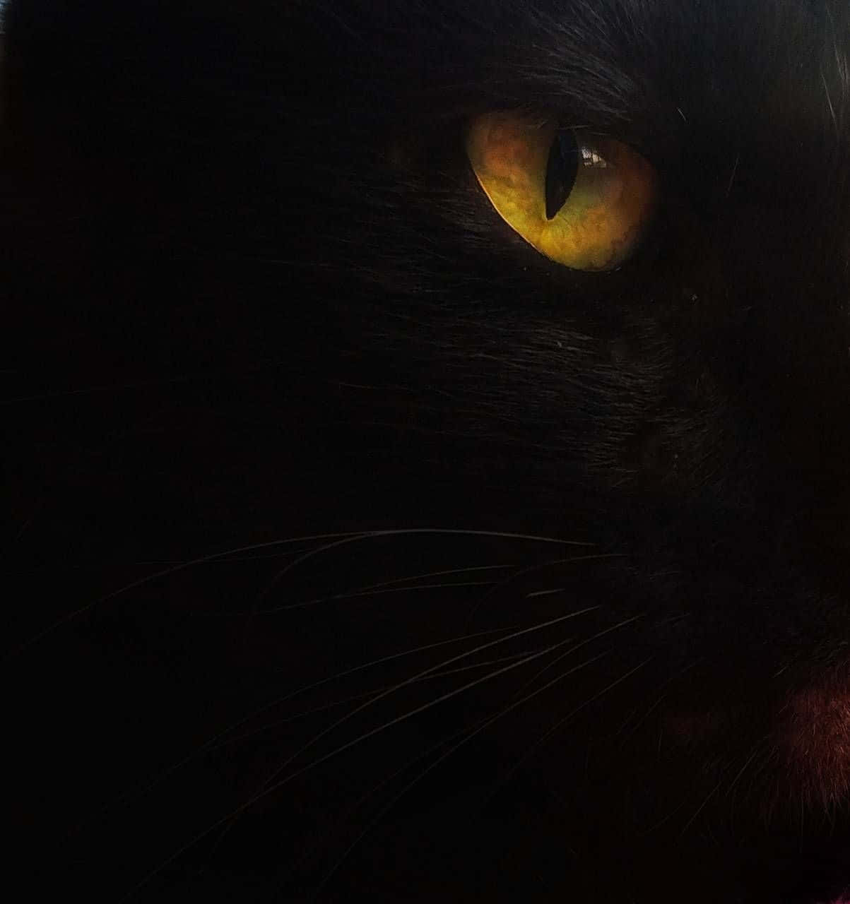 Golden Black Feline Cat Eyes Background
