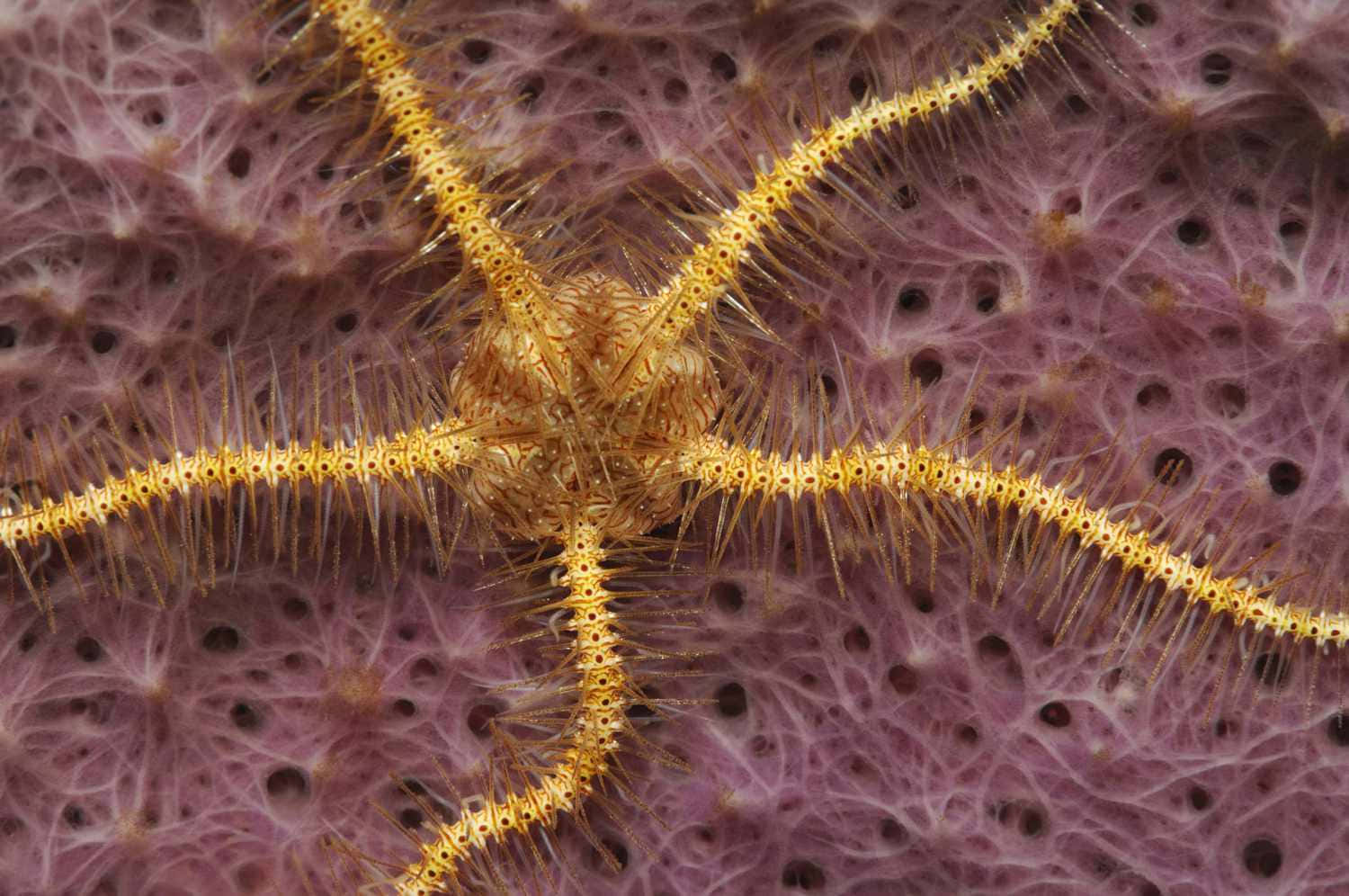 Golden Brittle Staron Coral Wallpaper