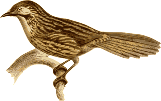 Golden Brown Bird Illustration PNG