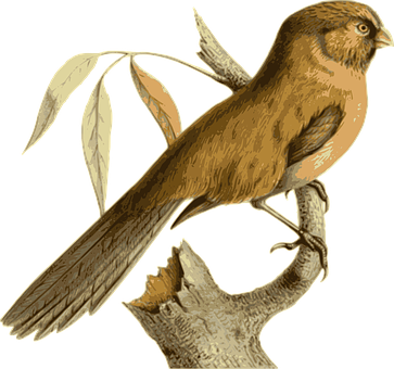 Golden Brown Bird Perched PNG