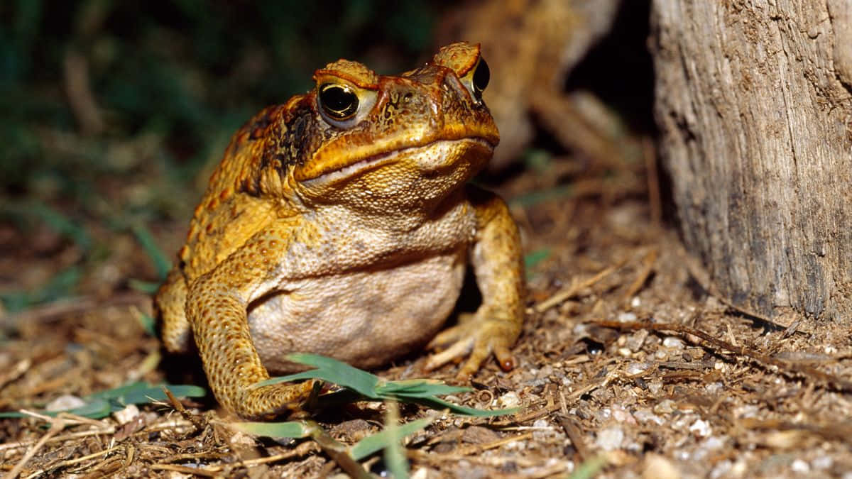 Golden Brown Toad Near Tree Stump Wallpaper