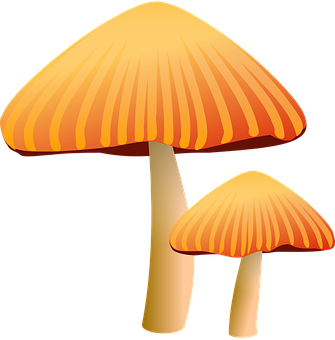 Golden Capped Mushrooms Illustration PNG